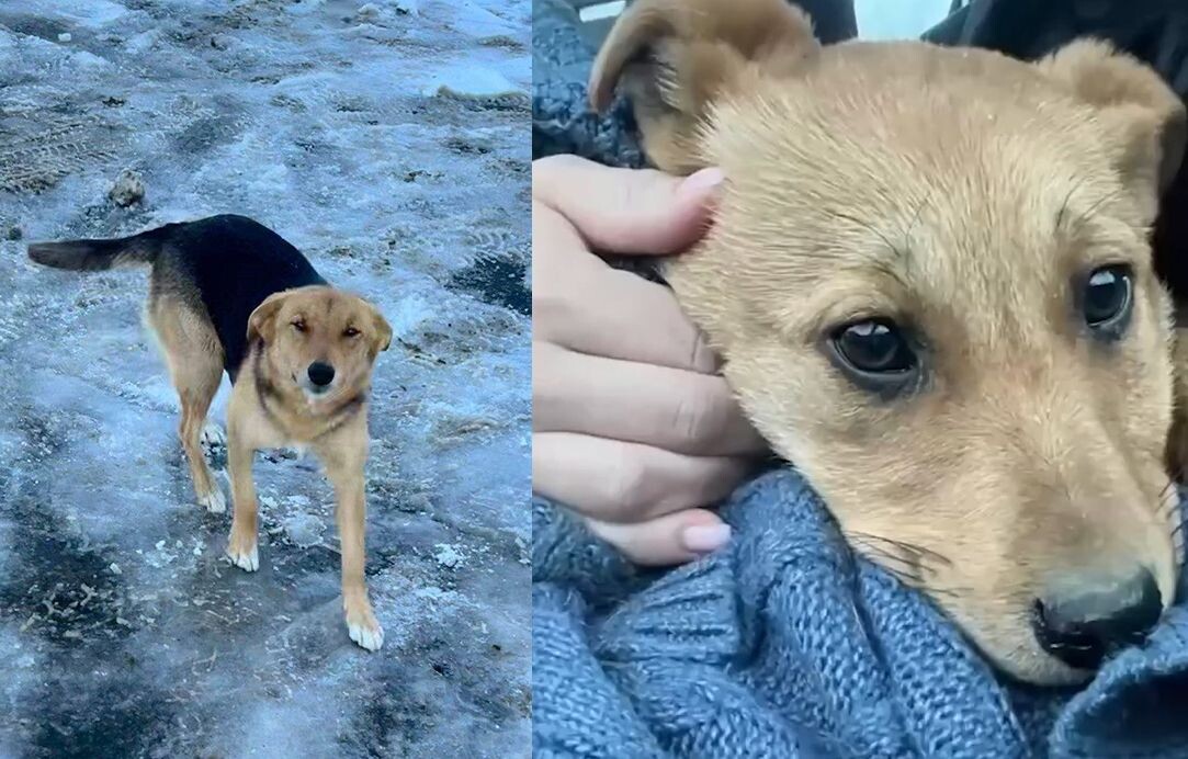    Пальма и щенок / Источник: Социальные сети