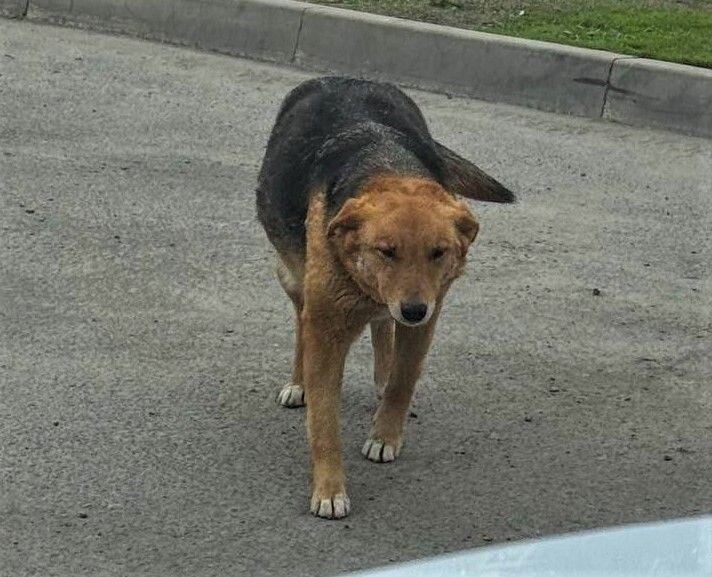    Пальма / Источник: Социальные сети