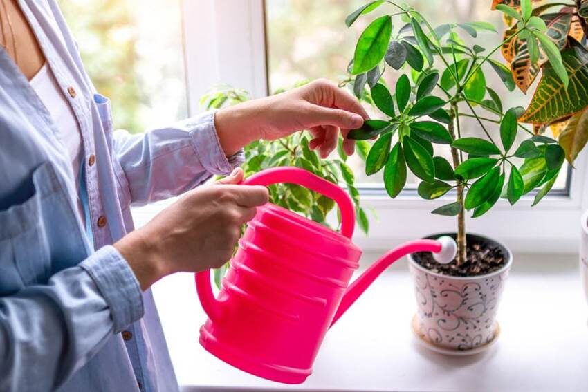 Почему залив опаснее засухи: как поливать комнатные растения, чтобы они росли здоровыми