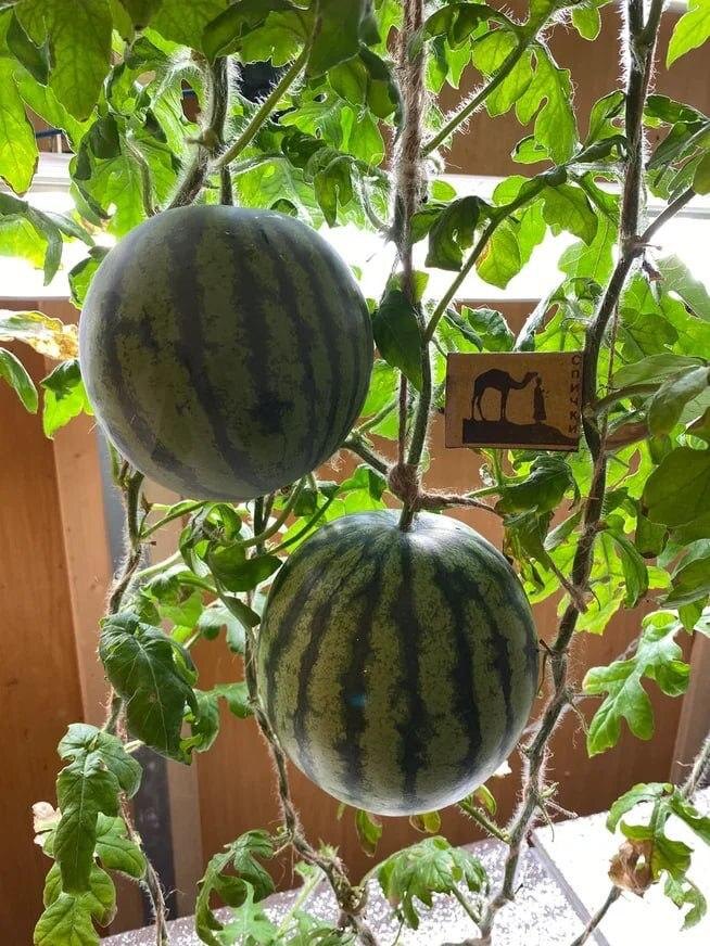 Источник фото: ААНИИ