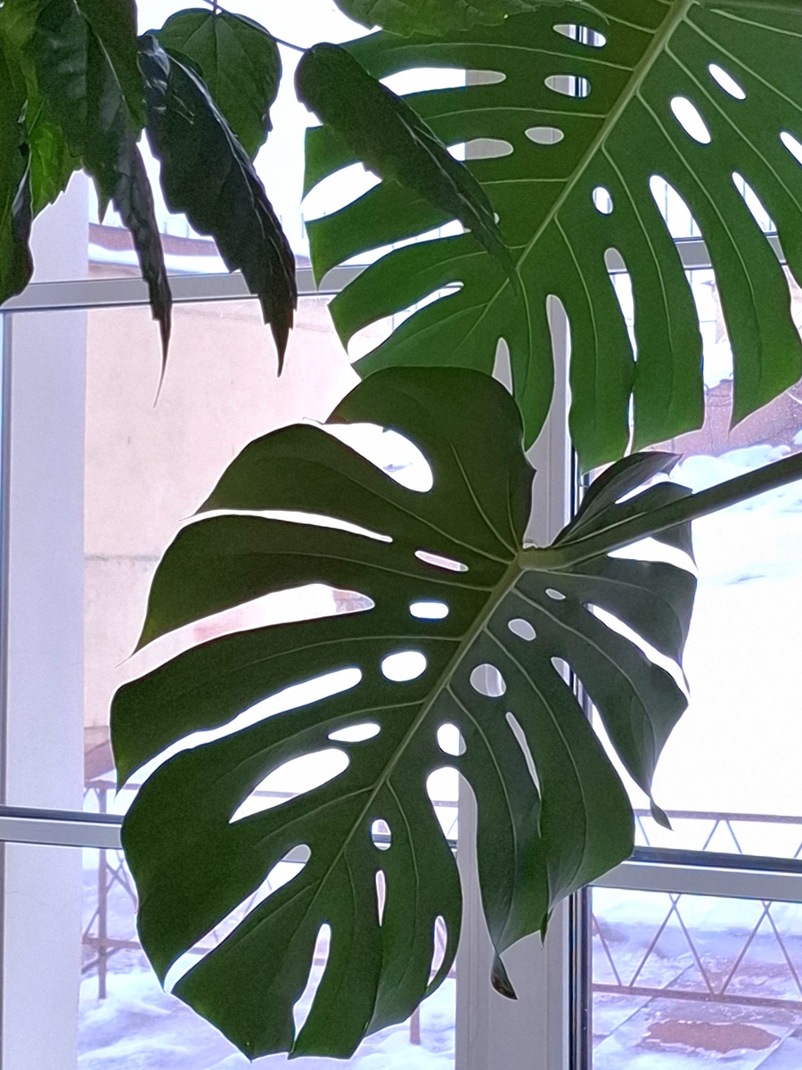 Красивое зеленое поликлиническое