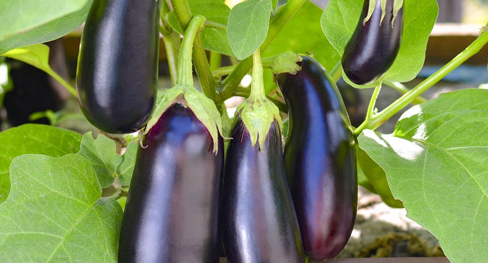 Синие надежды: 5 сортов баклажанов, которые не подведут даже занятую дачницу