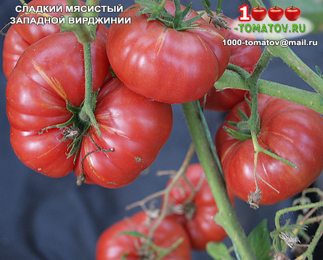 Томат Сладкий мясистый Западной Вирджинии West Virginia Sweet meat ( США) фото 2