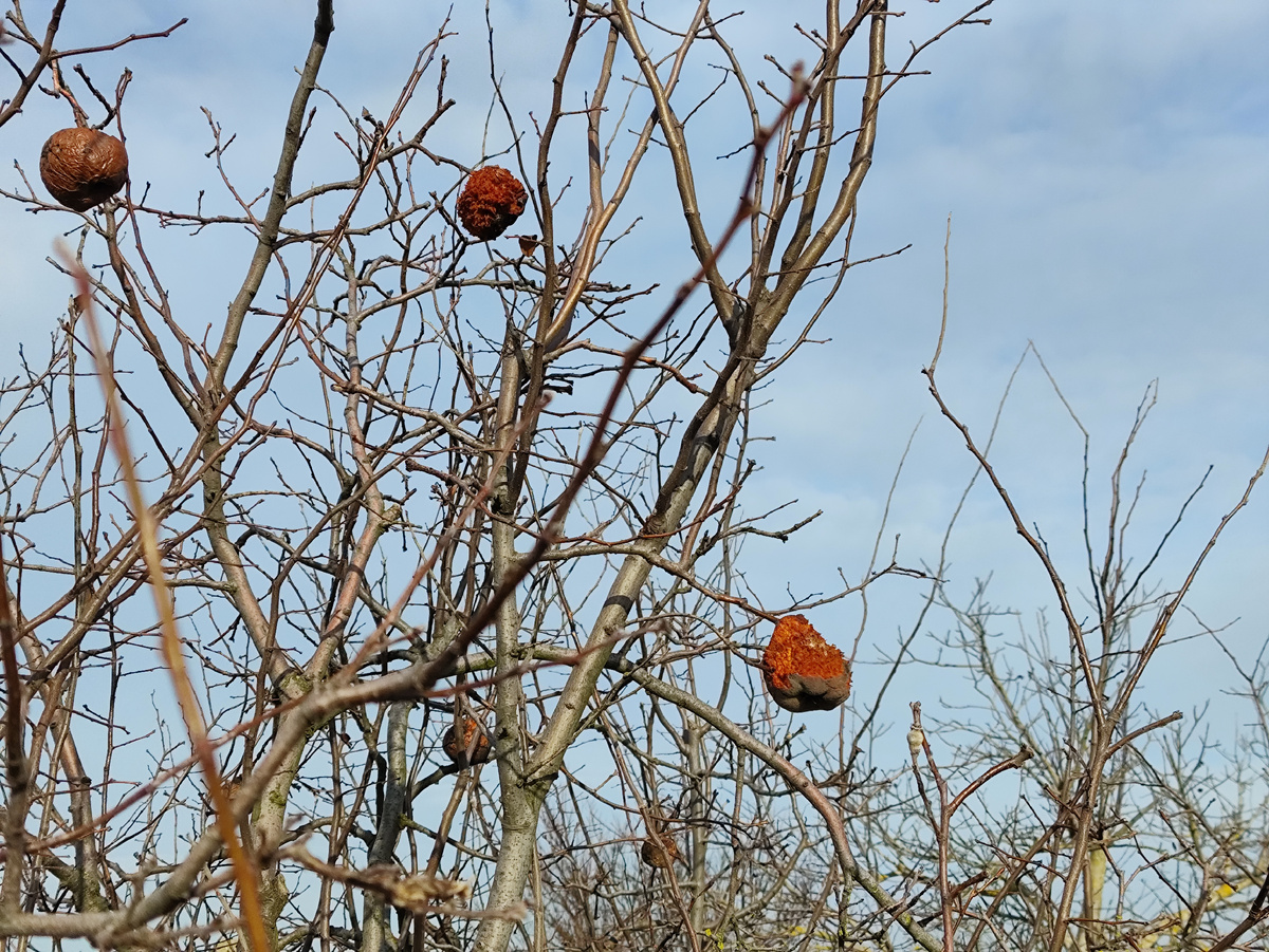 Две штучки обгрызла. Видимо, в морозы...