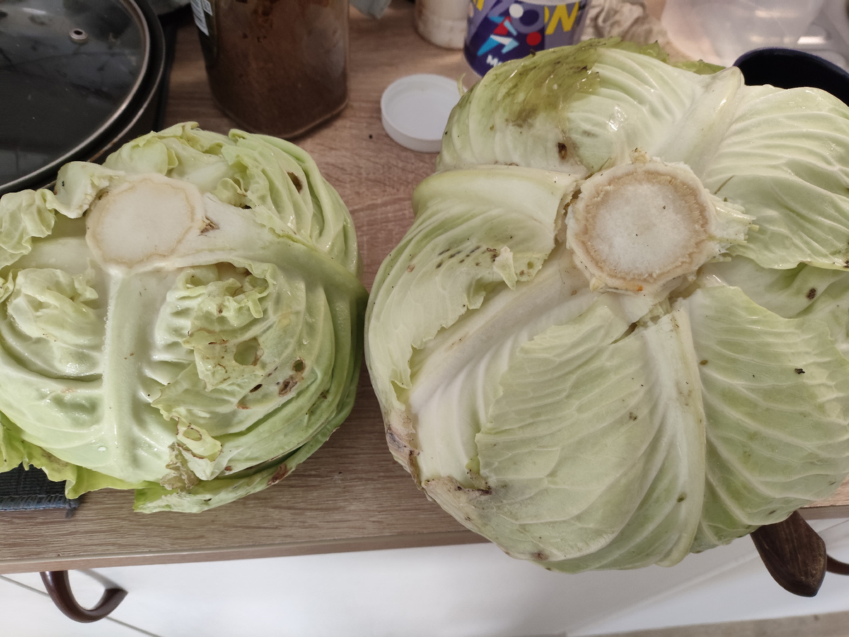 Урожай в конце января )))