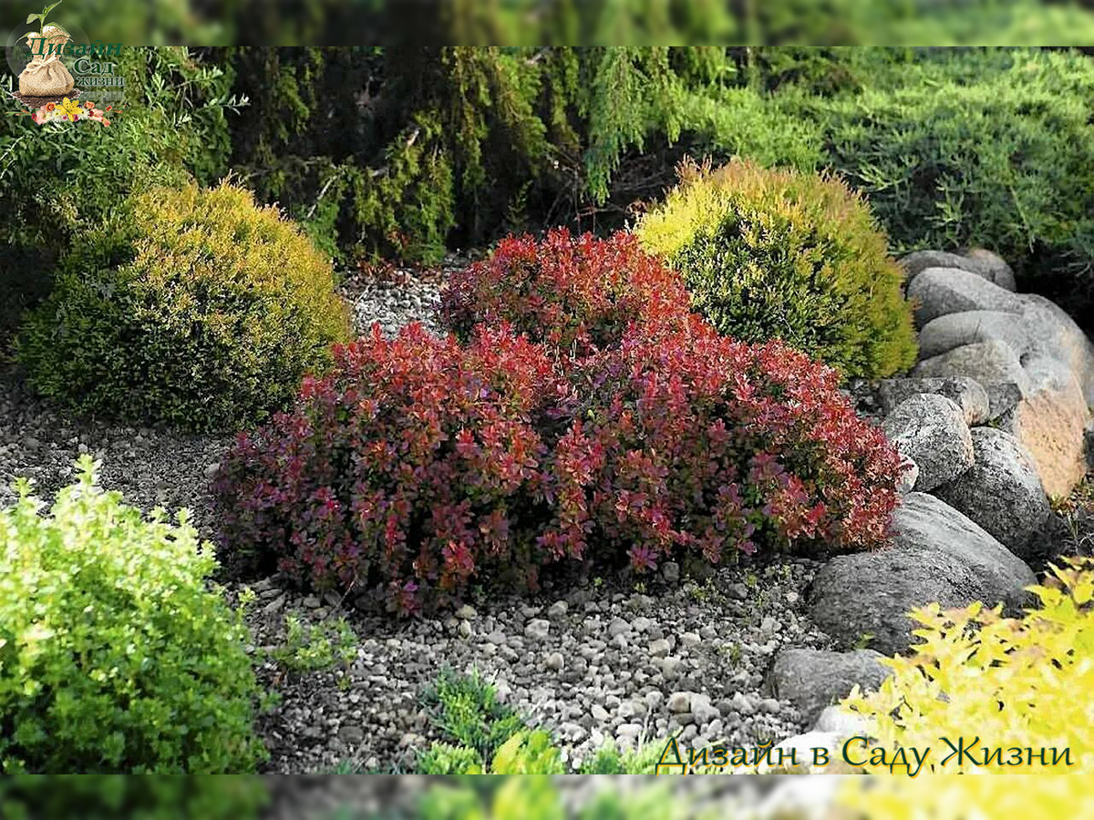 👉 Барбарис в ракарии — это цвет и форма без лишних хлопот