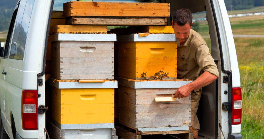 Покупка и перевозка пчёл — как правильно это сделать