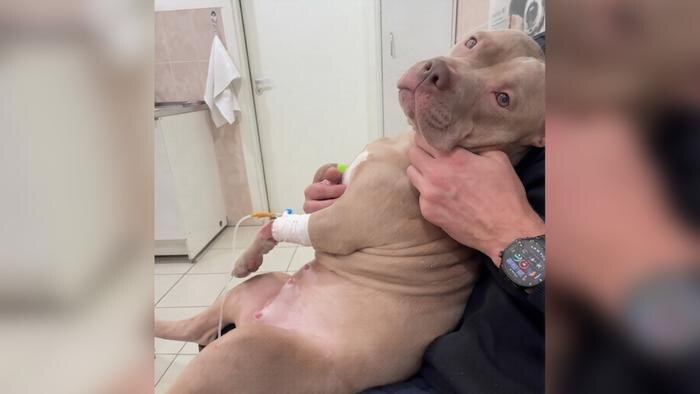 Собака чуть не погибла в Петербурге из-за яда догхантера в куске курицы. Обложка © Telegram / SHOT ПРОВЕРКА