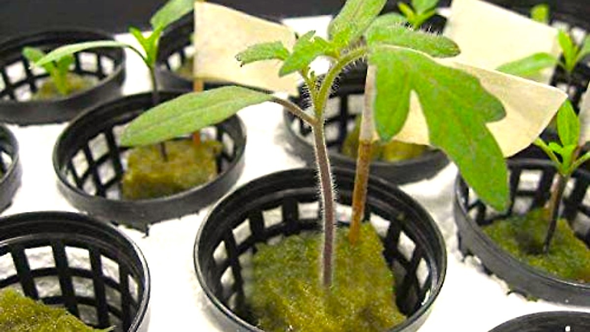 выращивание в каменной вате