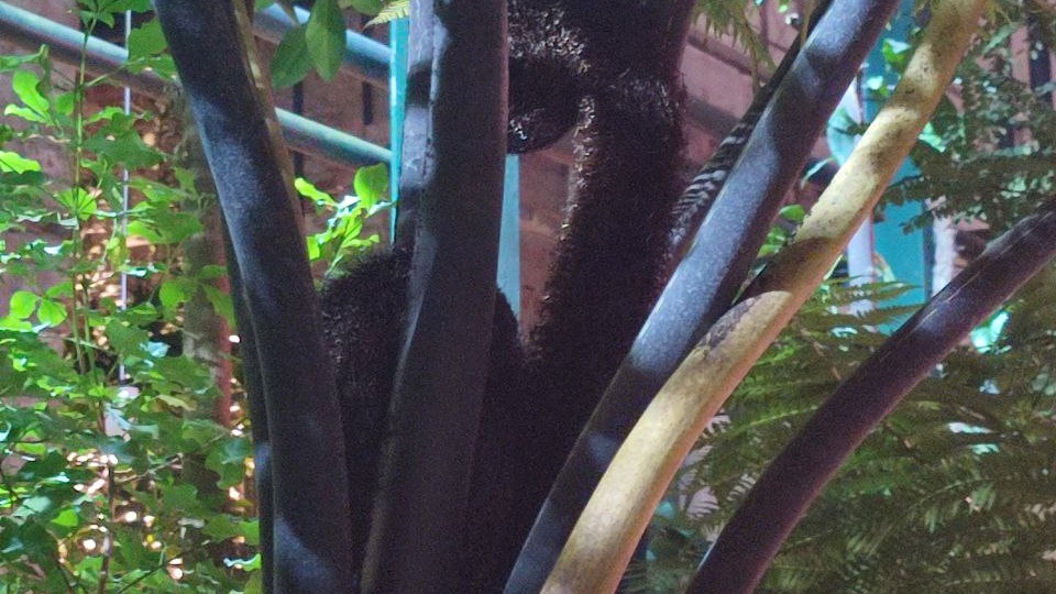 Аптекарский огород зимой: древовидный папортник, орхидеи, растения-хищники.