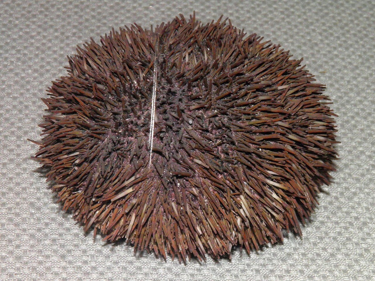    Неизвестный науке микроорганизм был выделен из тела вот такого серого морского ежа.