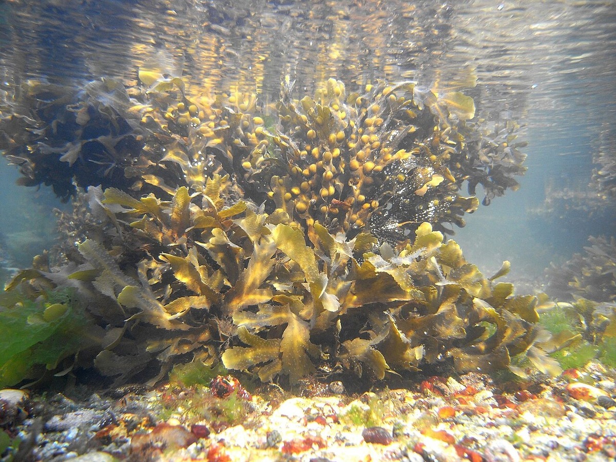    Бурые водоросли Fucus