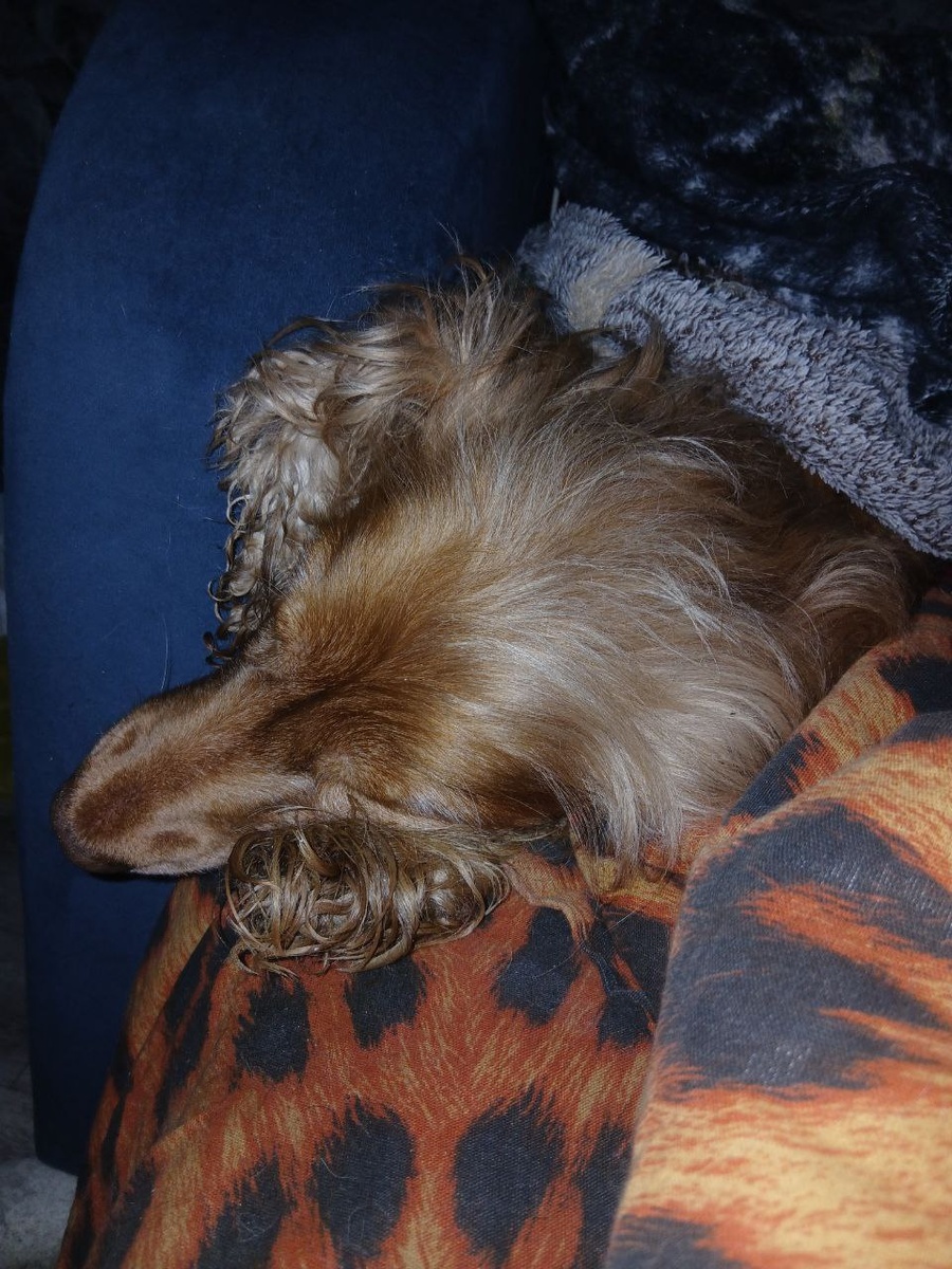 Собачка Луна из Центра реабилитации продолжает получать лечение, но ей нужено регулярно сдавать анализы и наблюдаться в клинике