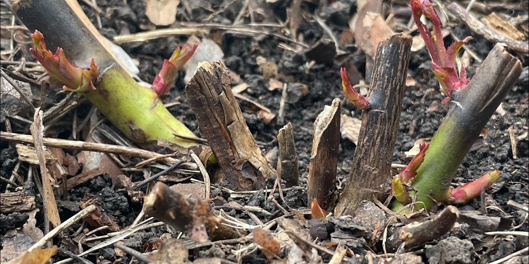 Почему чернеют розы после зимы и как исправить ситуацию