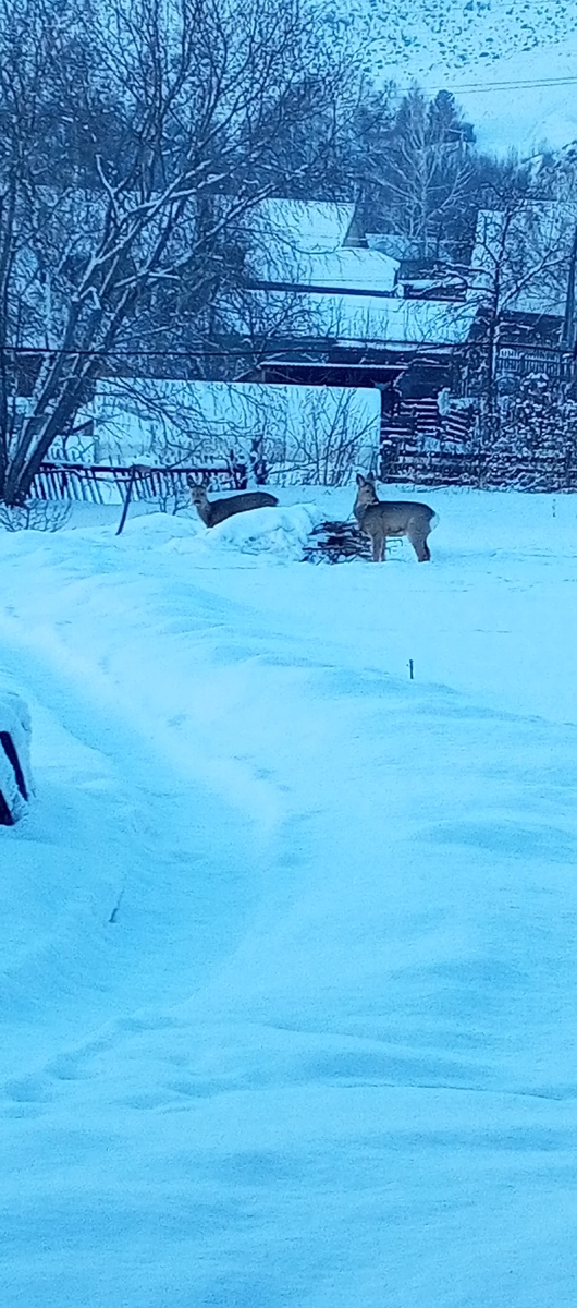 Вторые сутки не хотят уходить.