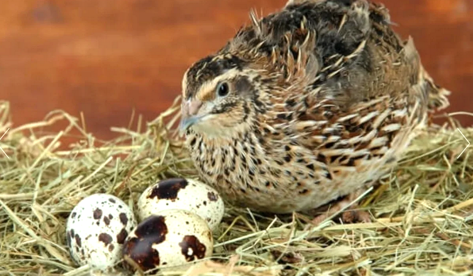 Перепела домашние