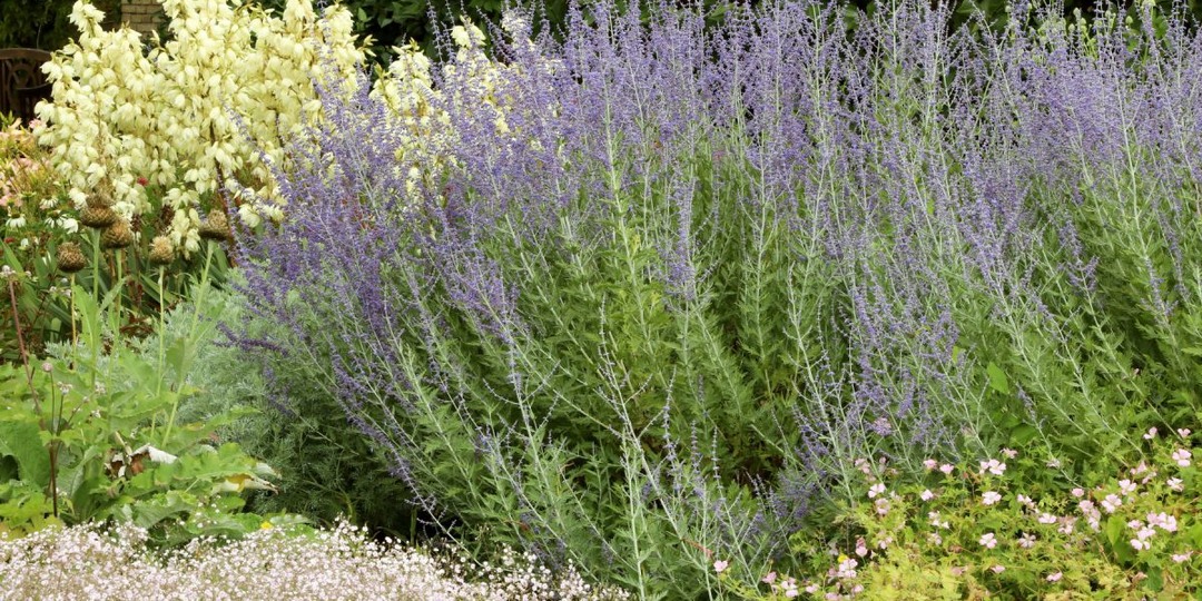 12 засухоустойчивых растений для тех, кто устал поливать цветник