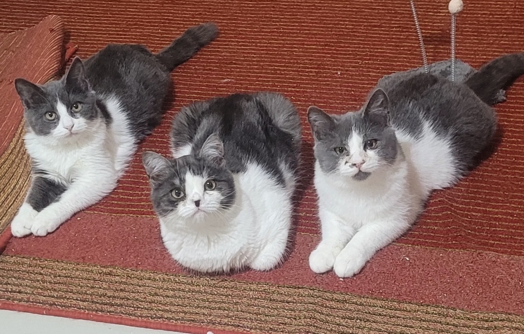 Тёма,Даня и Жорик.