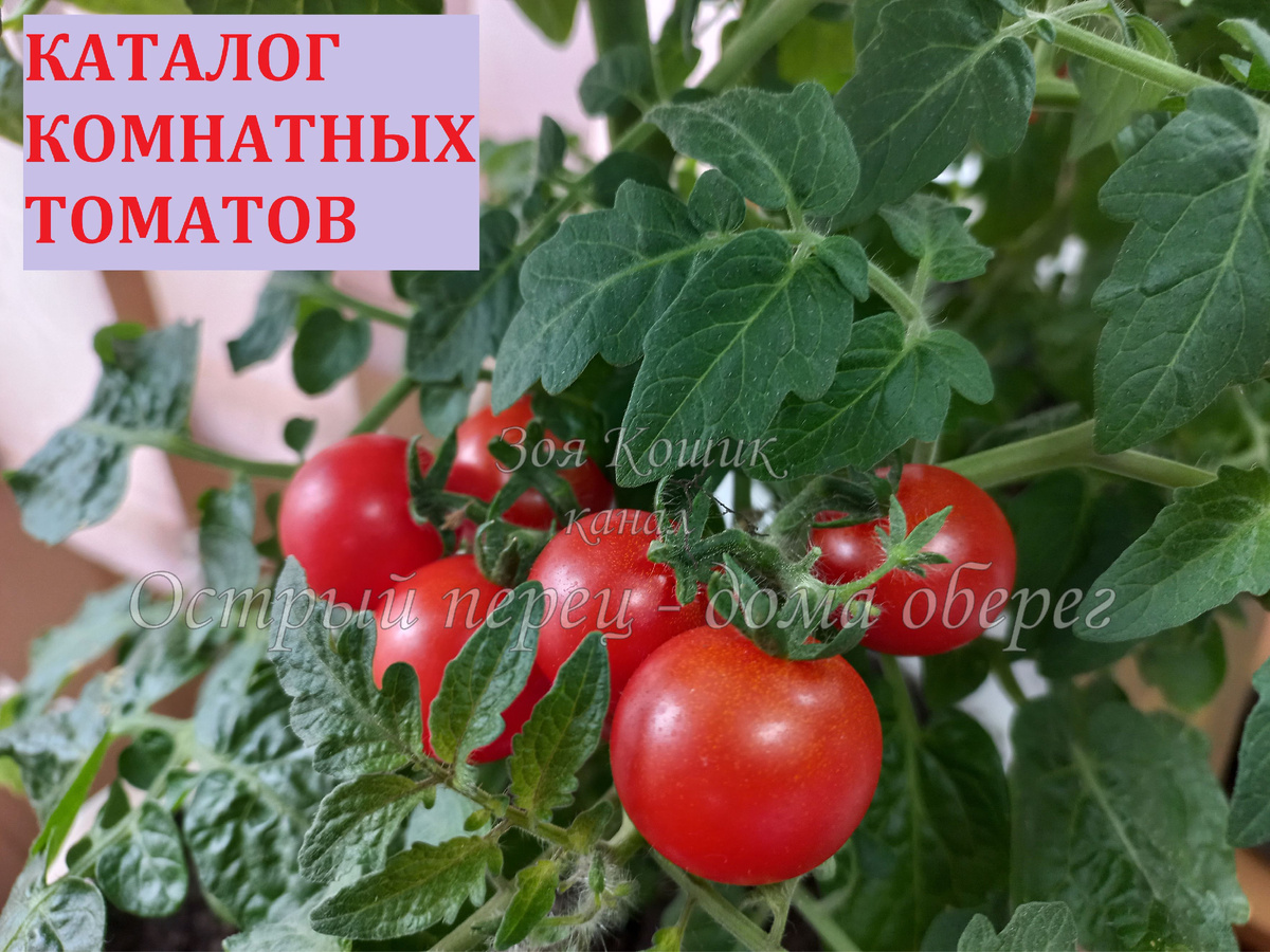 Балконное чудо красное