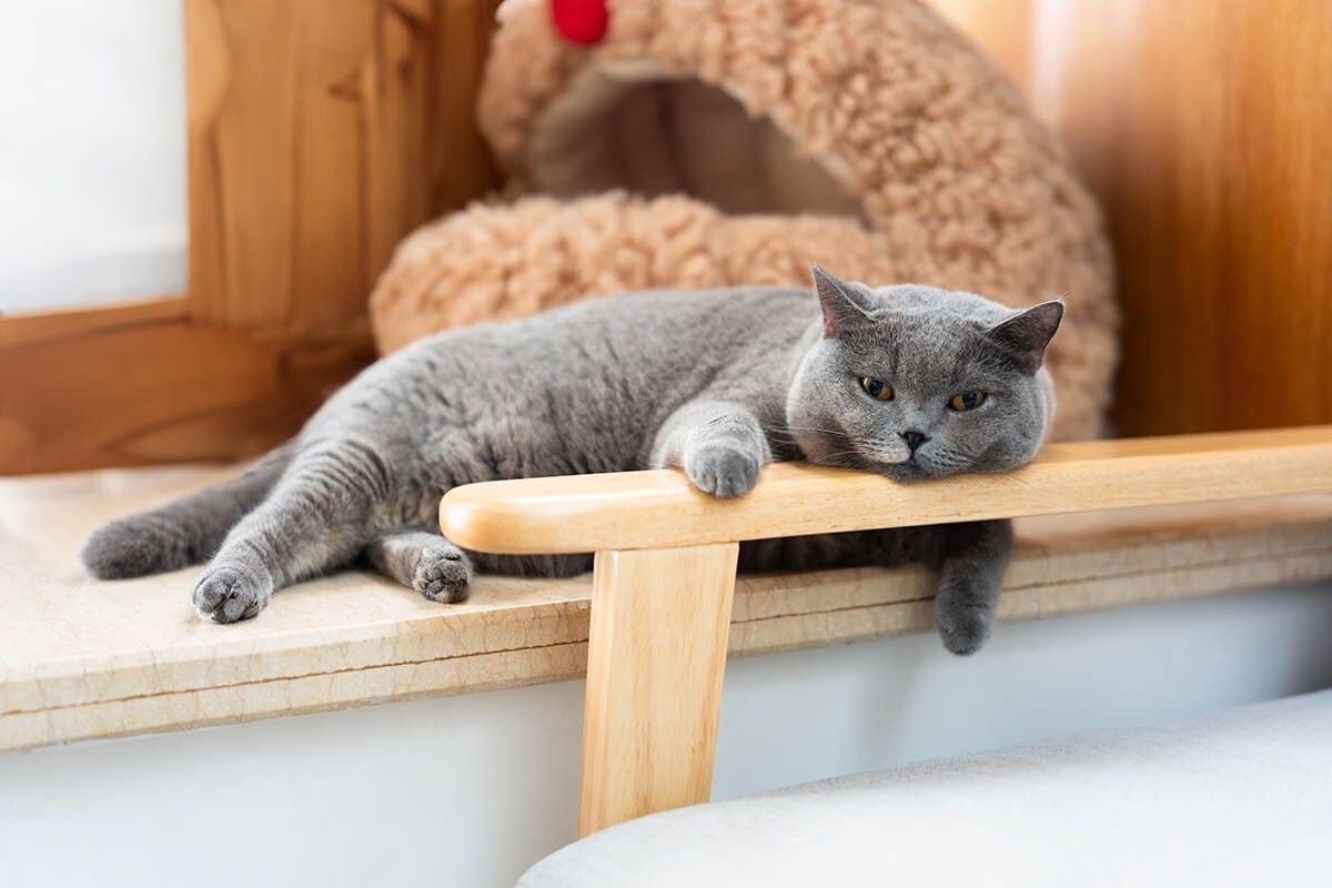 Кошки-британцы уважают границы хозяев и ждут в ответ того же. Источник: CHUANGXIN ZHOU / Shutterstock / FOTODOM📷
