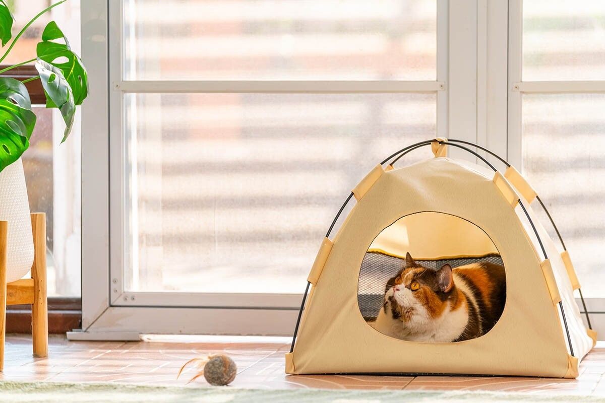 Как правило, британцы любят игры, которые имитируют охоту, но не требуют беготни по квартире. Источник: CandyRetriever / Shutterstock / FOTODOM📷
