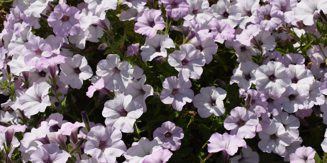 Основные ошибки при посеве семян петунии