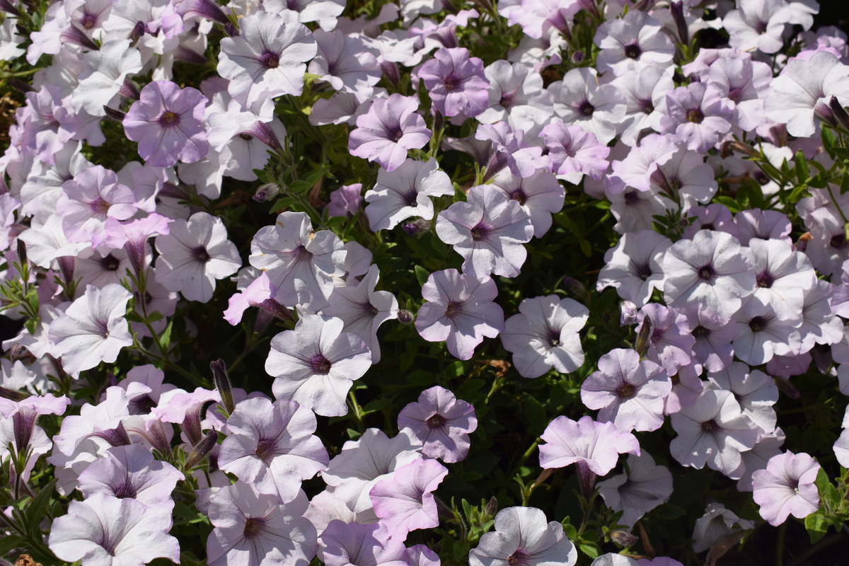 моя "королева" летом(фото автора)