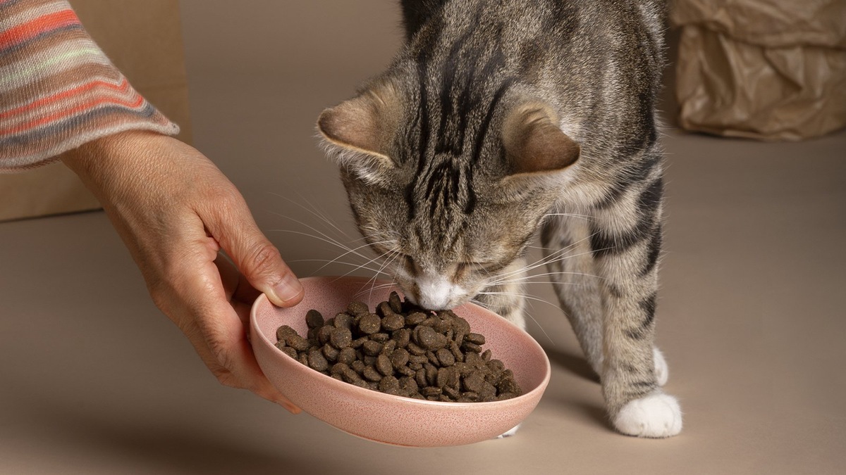    Кошку нужно кормить сбалансированным и подходящим кормом