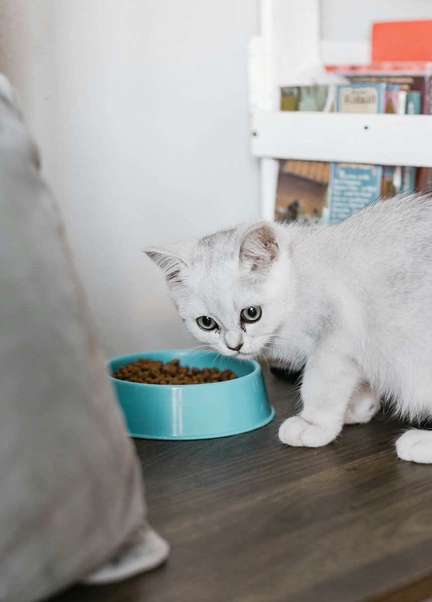    Собачий корм давать кошкам не стоит, а кошачий — нужно