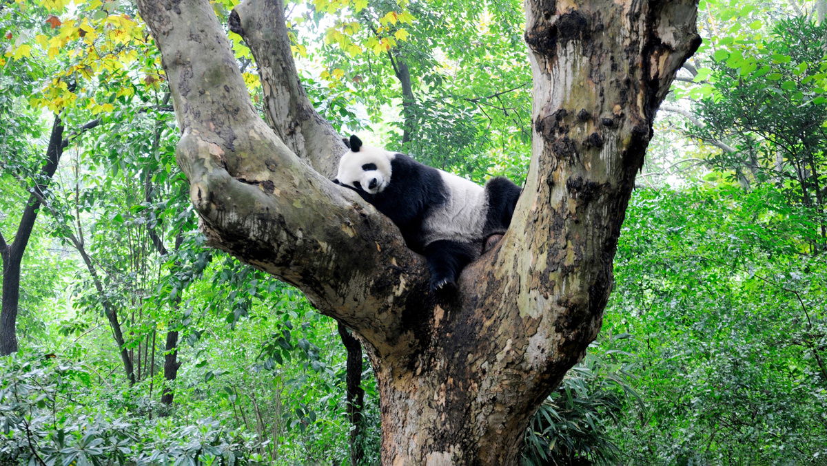     Фото: Andrzej Lisowski Travel/Shutterstock/FOTODOMКитай не дарит животных, а передает их в долгосрочную аренду — обычно на 10–15 лет. Зарубежный зоопарк ежегодно вносит плату, и эти средства направляются на программы по сохранению панд в самом Китае. По условиям таких соглашений, панды остаются собственностью Китая