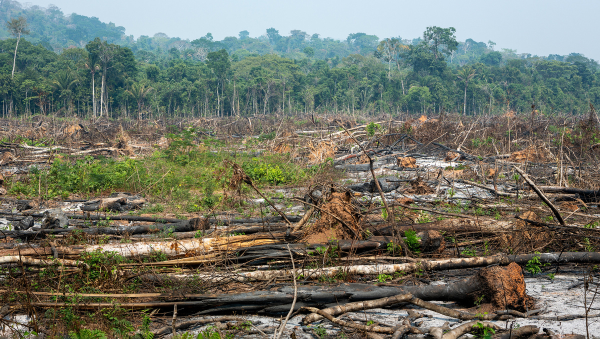     Фото: PARALAXIS/Shutterstock/FOTODOM Активная человеческая деятельность — вырубка лесов, расширение сельхозугодий и строительство — привела к масштабной потере и фрагментации естественной среды обитания панд