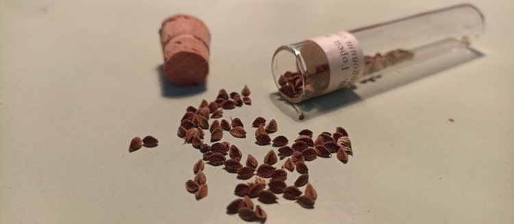    Фото: Служба по работе со средствами массовой информации филиала ФГБУ «Россельхозцентр» по Ленинградской, Мурманской областям и Республике Карелия