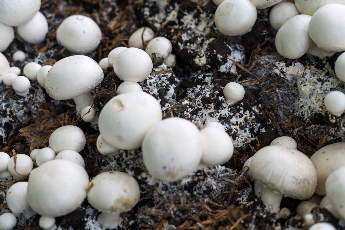 Фото: Александр Плонский / «Агроэксперт»