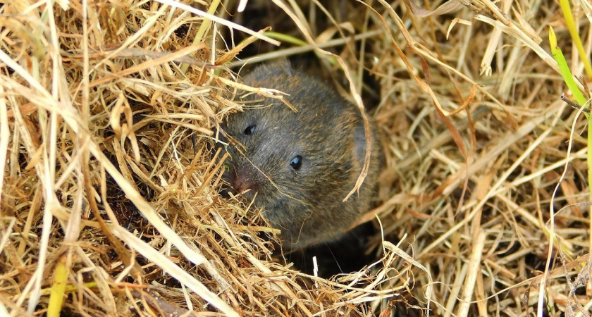    Фото Вячеслава Вольгина