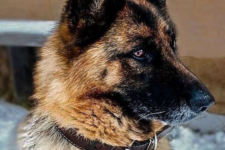 Овчарка Сима из кировской ИК-33 ищет дом после многолетней службы