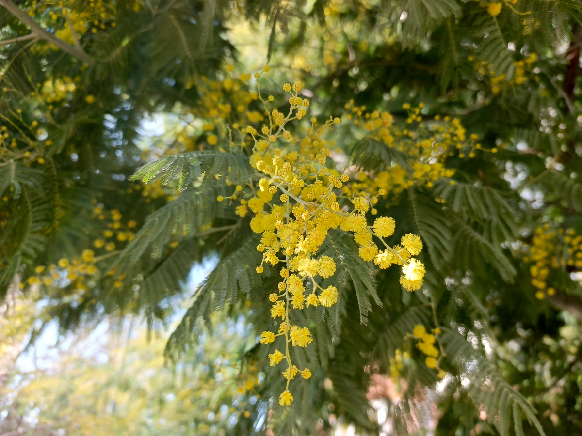 Адлер, ЖК Летняя Резиденция, Акация серебристая (мимоза), январь 2026 года