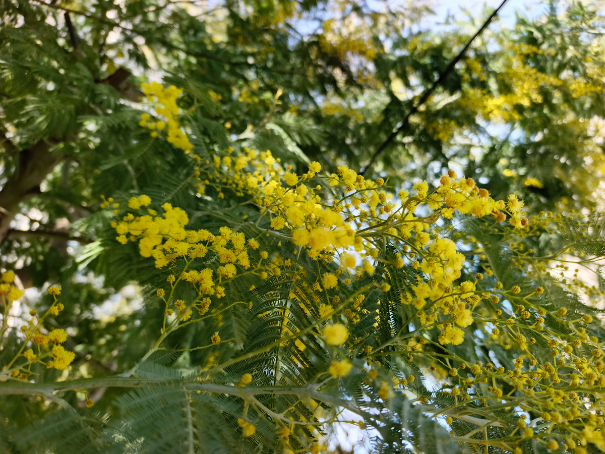 Адлер, ЖК Летняя Резиденция, Акация серебристая (мимоза), январь 2026 года