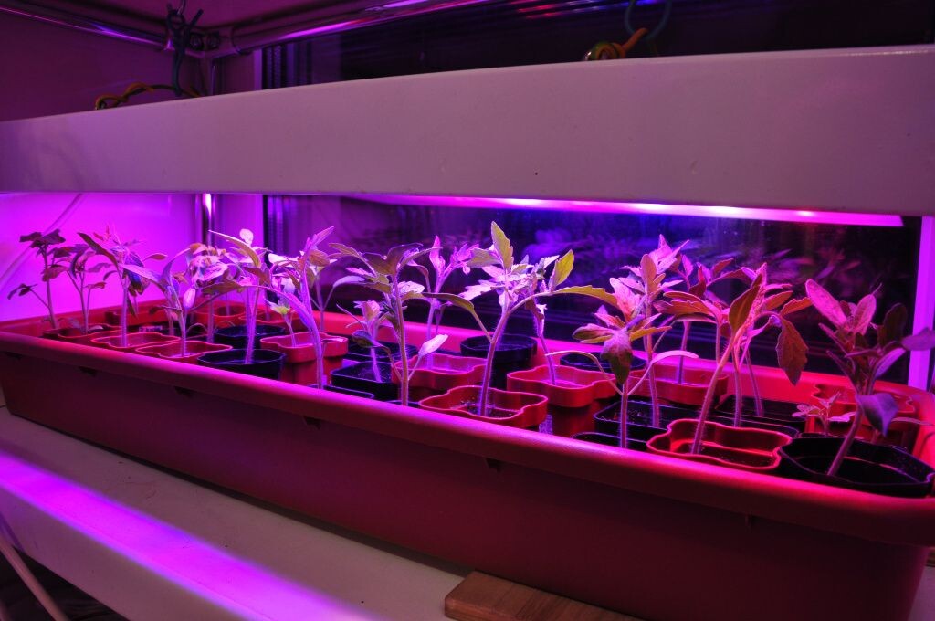 Яндекс. Картинки