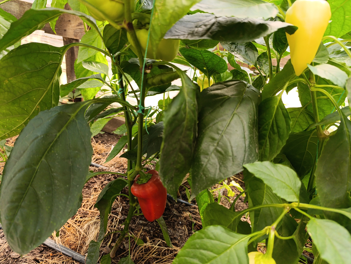 Перцы 2025 Фото автора 