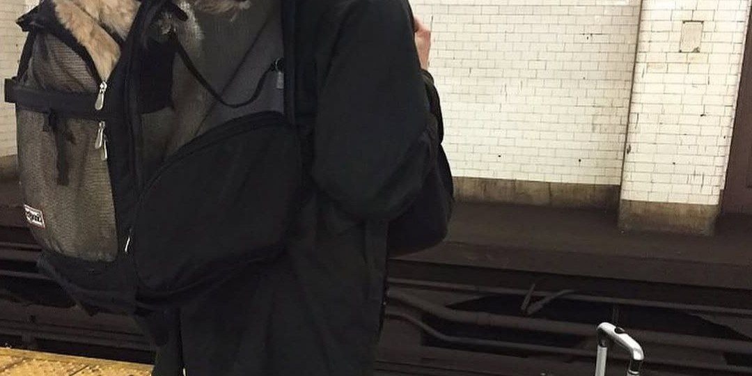 Нью‑йоркцы ловко обошли запрет на провоз собак в метро