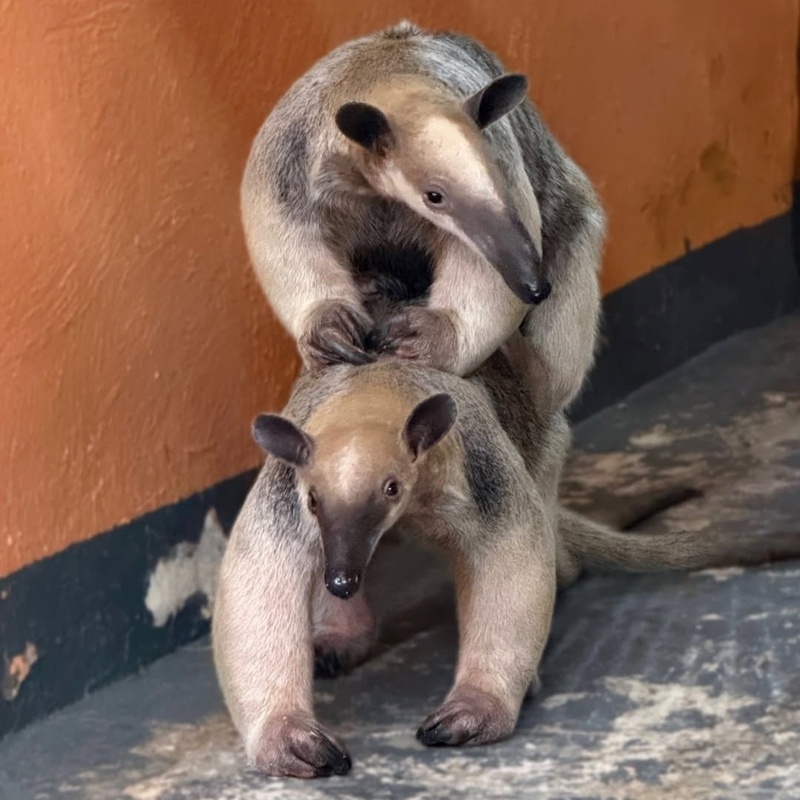 Фото: зоопарк Алматы