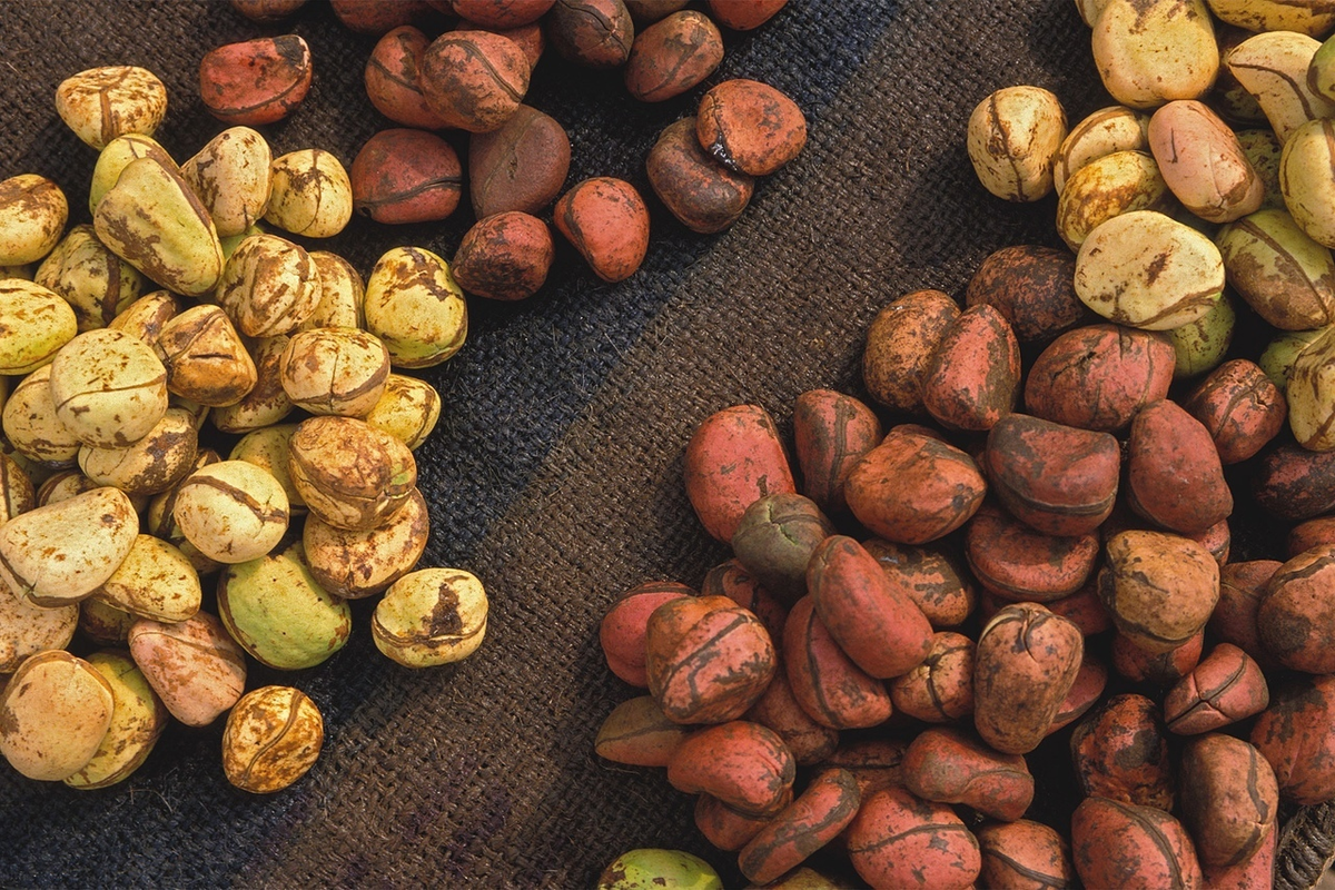 Просто орешки красиво лежат