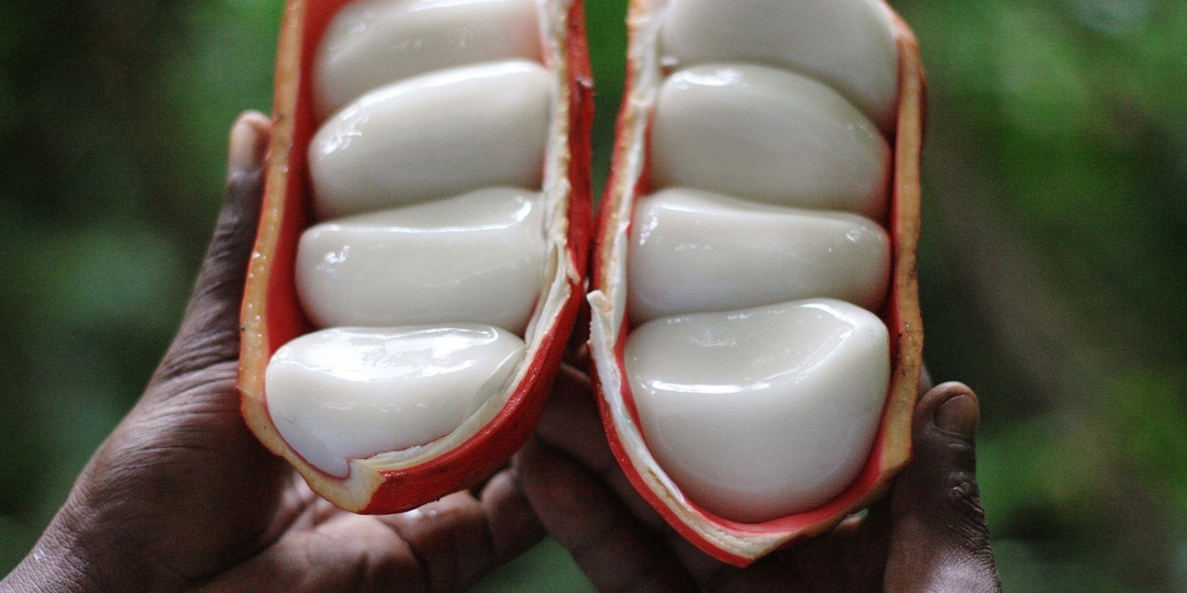 Орех кола: Как растение, давшее имя самому известному напитку, исчезло из его формулы