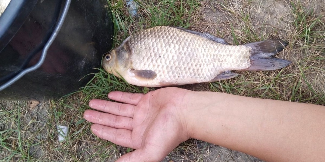 Убийца карася: легендарная снасть, которую я собираю за 15 минут