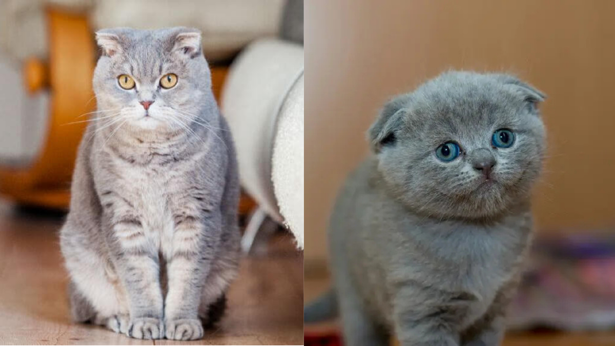 Шотландская кошка