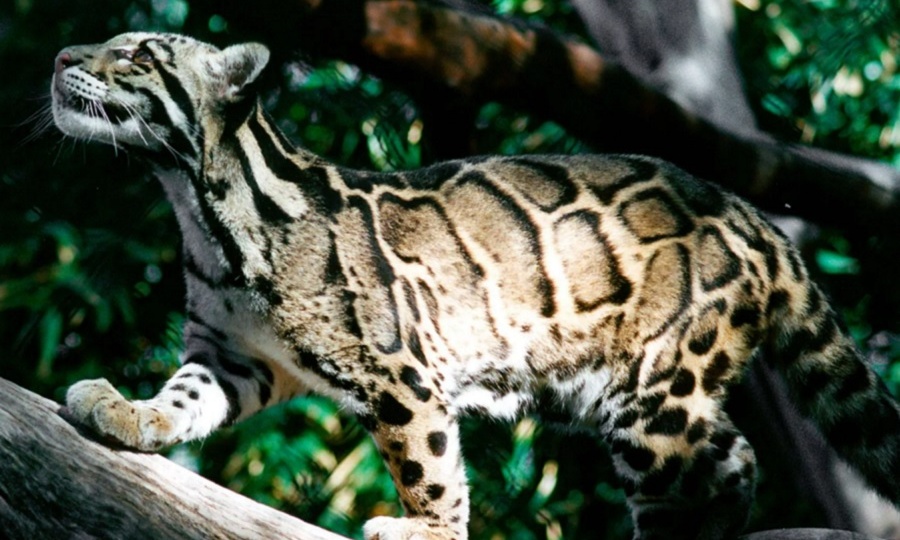 Дымчатый хищник тропических лесов Азии