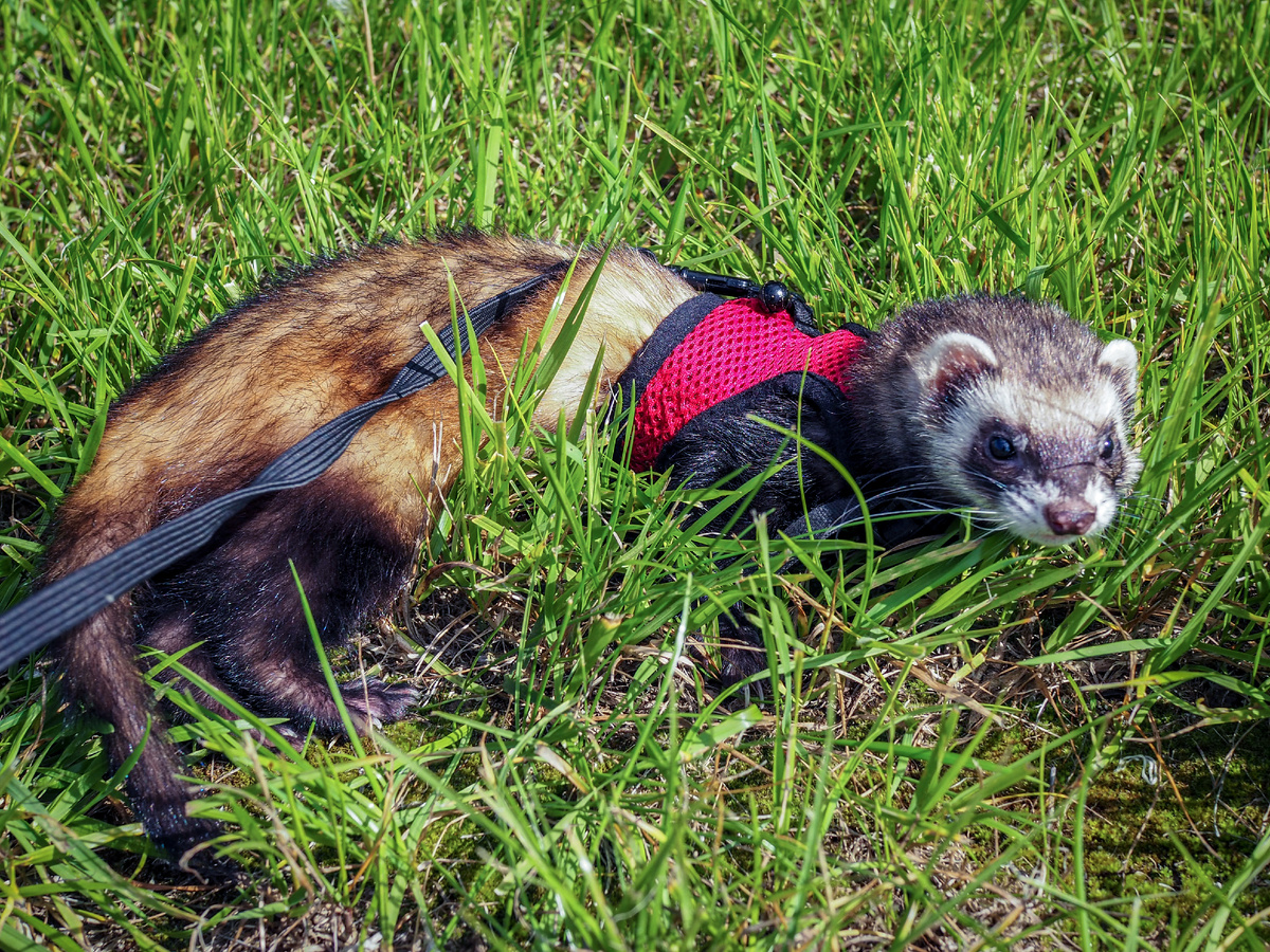 24 августа 2019 года. Алиска вышла погулять