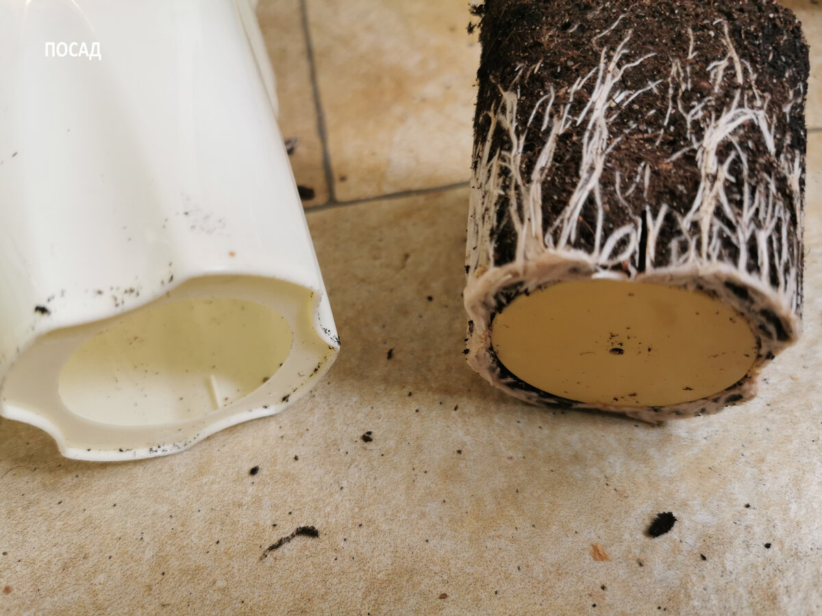 Корни переросли.