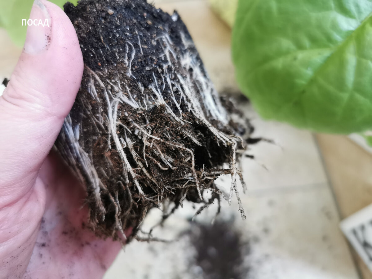 После расчёсывания.