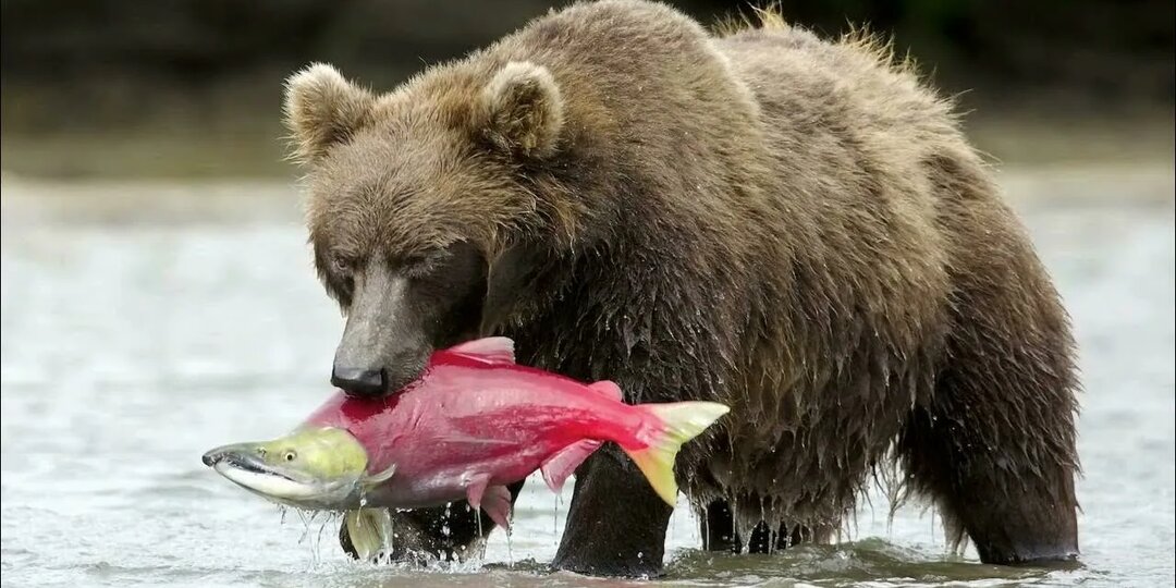 Записки с наколенного планшета. Аэродром Ленино. Часть 3: Медведи